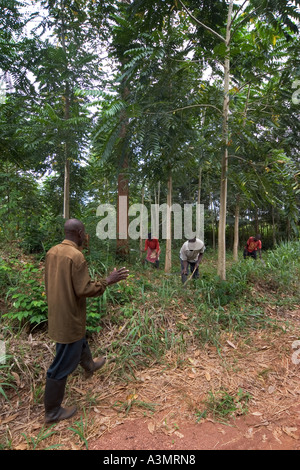 Comunità di villaggio di lavoro della forza lavoro in un piantagioni forestali con specie indigene, Ghana Foto Stock