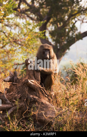 Oliva babbuino maschio in Mole National Park, Ghana, Africa occidentale. Foto Stock