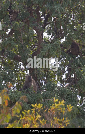 Squadrone di oliva babbuini nella struttura ad albero in Mole National Park, Ghana, Africa occidentale. Foto Stock
