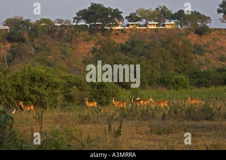 Gruppo di Kob femmina antilope nella boccola al crepuscolo in Mole National Park, Ghana, Africa occidentale. Foto Stock