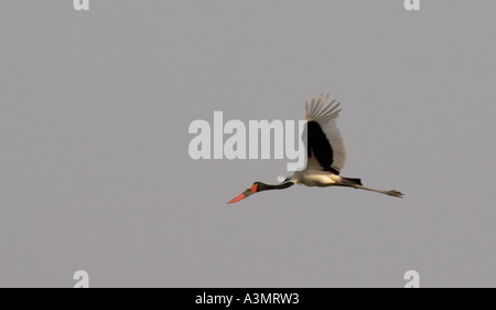 Sella fatturati cicogna in volo, Northerm Ghana, Africa occidentale. Foto Stock
