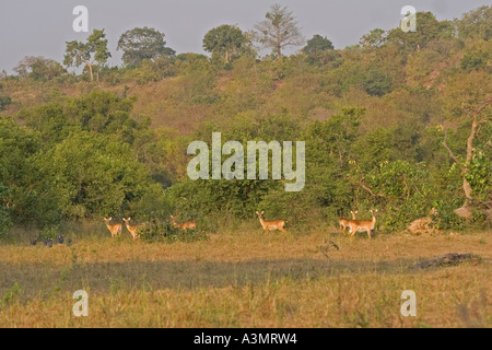 Un gruppo di donne di antilope Kob e la faraona in bush al crepuscolo in Mole National Park, Ghana, Africa occidentale. Foto Stock