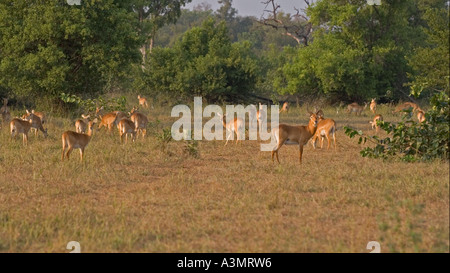 Maschio di antilope Kob con gruppo femminile di bush al crepuscolo in Mole National Park, Ghana, Africa occidentale. Foto Stock