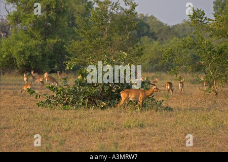 Maschio di antilope Kob con gruppo femminile segnando il suo territorio nel bush al crepuscolo in Mole National Park, Ghana, Africa occidentale. Foto Stock