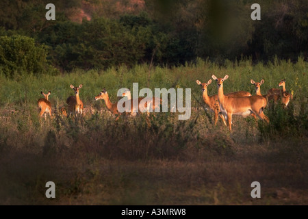 Gruppo di Kob femmina antilope nella boccola al crepuscolo in Mole National Park, Ghana, Africa occidentale. Foto Stock