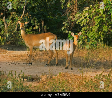 Femmina di antilope Kob e vitello di bush al crepuscolo in Mole National Park, Ghana, Africa occidentale. Foto Stock