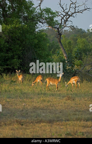 Gruppo di Kob femmina antilope nella boccola al crepuscolo in Mole National Park, Ghana, Africa occidentale. Foto Stock