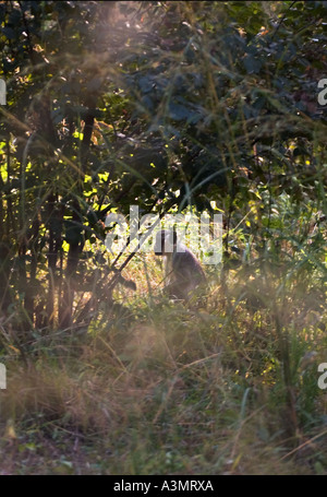 Scimmia grigio nel bush in Mole National Park Ghana Africa occidentale Foto Stock