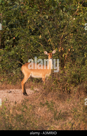 Femmina di antilope Kob di bush al crepuscolo in Mole National Park, Ghana, Africa occidentale. Foto Stock