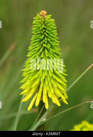 Kniphofia api Limone Red Hot Poker Foto Stock