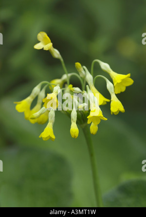 Primula florindae Foto Stock