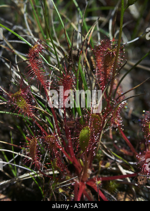 Sundew carnivora Drosera pianta anglica Hudson crescendo in Sutherland Scozia Scotland Foto Stock