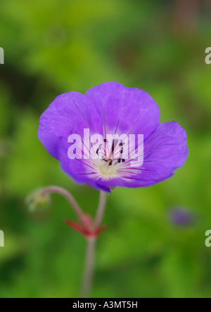 Close up di geranio Tolly Bee fiore Foto Stock