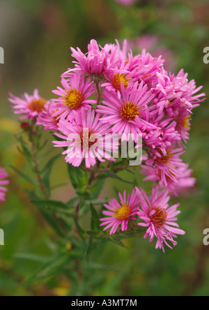 Aster novae angliae-Rosa Sieger Foto Stock