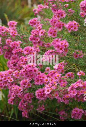 Aster novae angliae-Rosa Sieger Foto Stock