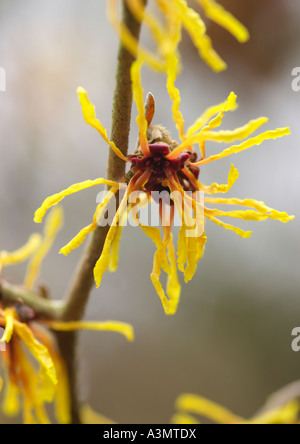 Hamamelis x intermedia Vezna Amamelide Foto Stock