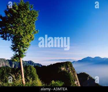 Una conifera albero illuminato dalla mattina presto alla luce del sole nelle montagne del central Taiwan Alishan Yushan Parco Nazionale di Taiwan Foto Stock