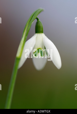 Galanthus nivalis Snowdrop comune Foto Stock