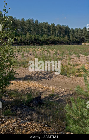 Ripristinato ridge e il solco zona di brughiera di ex cava di ghiaia Foto Stock