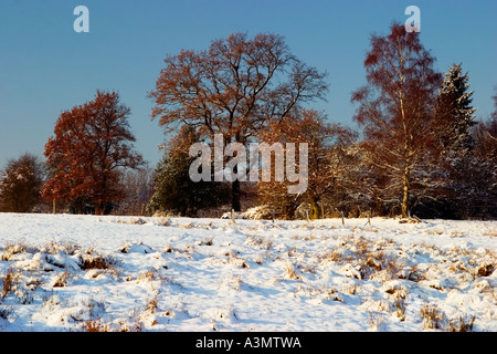 Paesaggio invernale con la foresta e i campi di Aquisgrana in Germania Foto Stock