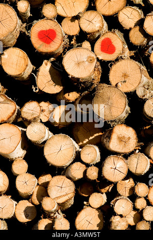 Inventario dei tronchi di betulla ( Betula ) stampigliati con due francobolli rossi a forma di cuore, Finlandia Foto Stock