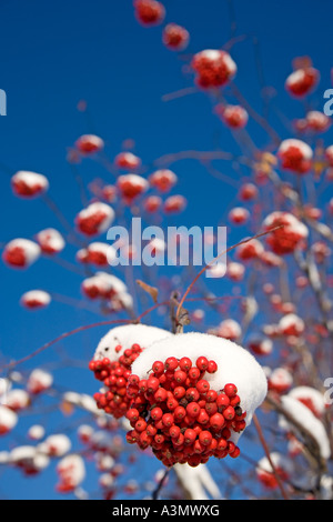 Mazzo di bacche di rowan ricoperte di neve su un albero senza foglie di rowan ( Sorbus Aucuparia ) , Finlandia Foto Stock