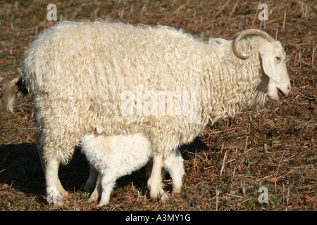 Piccoli agnelli alimentazione dalla loro madre Foto Stock