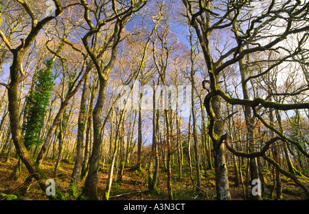 Legno di Cree RSPB Riserva Naturale Galloway Scotland Regno Unito Foto Stock