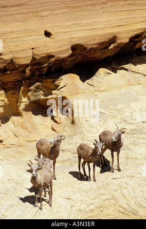 Bighorn Ovis canadensis pecore e giovane, Utah Foto Stock