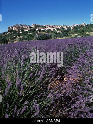 Campo di lavanda sotto Saignon nel Luberon Foto Stock