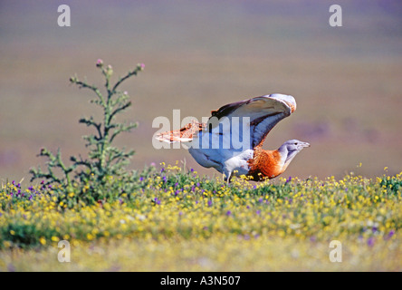 Grande Bustard Otis tarda maschio sulla visualizzazione steppe spagnolo Extremadura Spagna Aprile Foto Stock