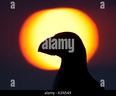 Puffin Fratercula arctica permanente sulla Scogliera al tramonto Shetland Scozia Giugno Foto Stock