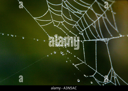 Orizzontale gocce di rugiada su spider web di prima mattina Foto Stock