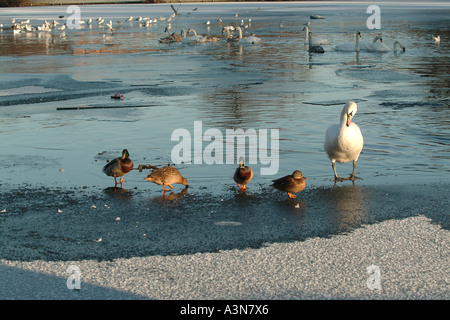 Uccelli selvatici sul laghetto congelato Foto Stock