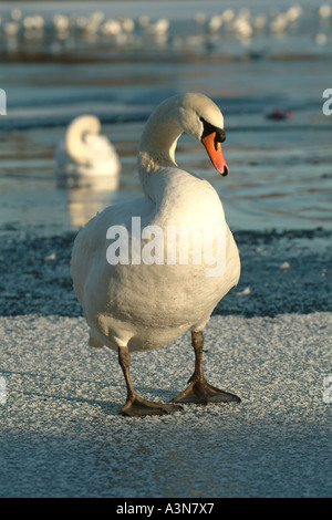 Uccelli selvatici sul laghetto congelato Foto Stock