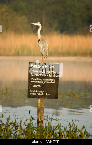 Airone cenerino 'Ardea cinera' appollaiato su un cartello di segnalazione nel lago Foto Stock