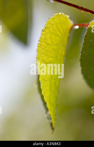 Nuove Foglie di Katsura Tree Cercidiphyllum japonicum Foto Stock