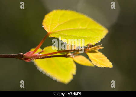 Nuove Foglie di Katsura Tree Cercidiphyllum japonicum Foto Stock