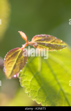 Nuove Foglie di Katsura Tree Cercidiphyllum japonicum Foto Stock