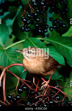 Northern Wren / Winter Wren Foto Stock