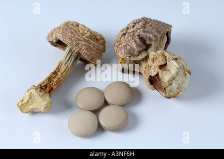 Hime-fungo matsutake Foto Stock