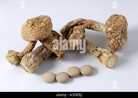 Hime-fungo matsutake Foto Stock