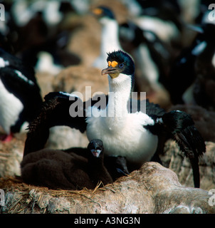 Re Alcione / Re Shag Foto Stock