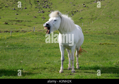 Cavallo islandese Foto Stock