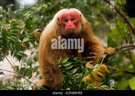 Rosso scimmia Uakari Foto Stock