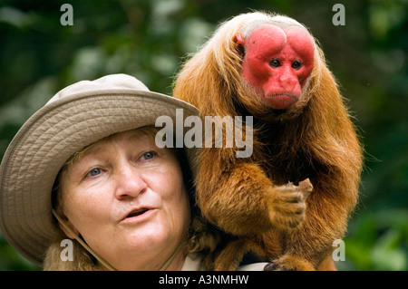 Rosso scimmia Uakari Foto Stock