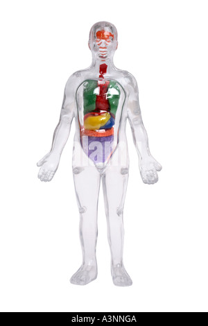 Plastica trasparente corpo umano modello che mostra gli organi interni Foto Stock