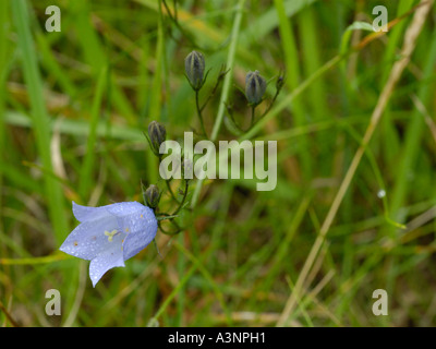 Harebell o 'Scottish bluebell', campanula rotundifolia Foto Stock