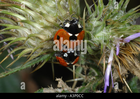 Sette SPOTTED COCCINELLE materassino Foto Stock