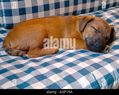 Dieci settimane del vecchio confine terrier cucciolo dorme sul divano Foto Stock